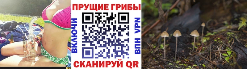 Галлюциногенные грибы мицелий  Купить закладки  Междуреченск 